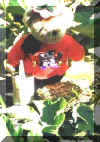 Pumpkin Bear